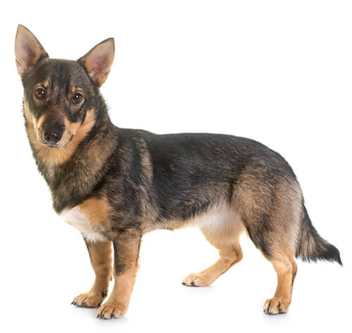 Vallhund puppies sales